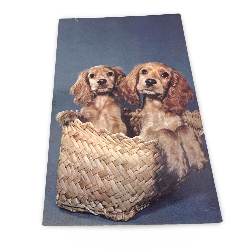 Vintage Plastichrome Spaniel Puppies Basket Postcard Innocence Abroad Unused 60s